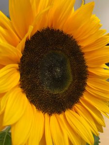 Estētikas skola “Mazais Ābečnieks” uzņem jaunus dalībniekus!