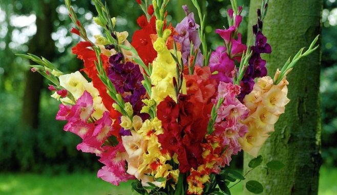 Gladiolus mixed