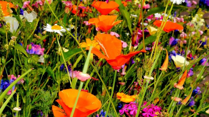 colorful-flowers-385764_1280