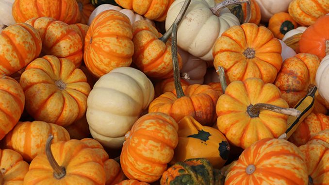jack-be-little-pumpkins