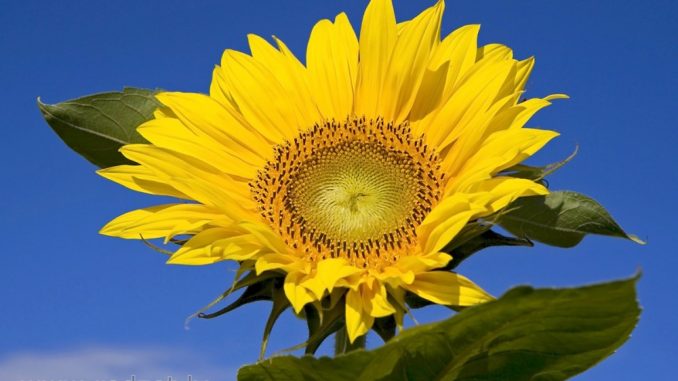 thumbnail_image002
