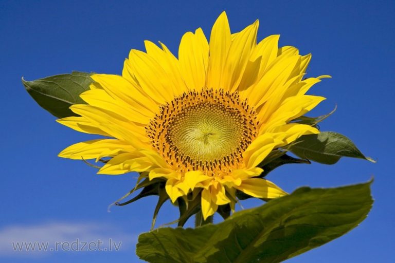 Rīdzes kolektīvs pievienojas akcijai “Saulespuķes vienotai Eiropai kopā ar Ukrainu”